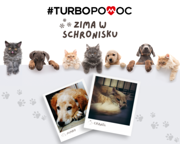Turbbo Akcja Zima w Schronisku